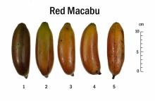 Maturity & Quality  Banana, Specialty Red Macabu Ripeness Chart
