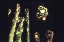 Disorders Photos Asparagus (Green)