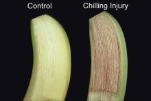 Disorders Photos Banana Chilling Injury (2)