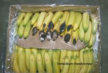 Disorders Photos Banana Verticillium theobromae