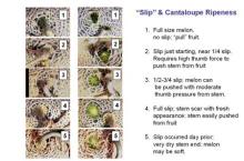 Maturity & Quality Cantaloupe "Slip" and Cantaloupe Ripeness