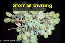 Disorders Photos Stem Browning (2) Grape