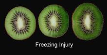 Disorders Photos Kiwifruit