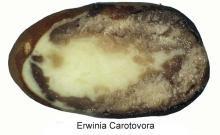 Disorders Photos Potato, Early Crop