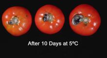 Disorders Photos Tomato