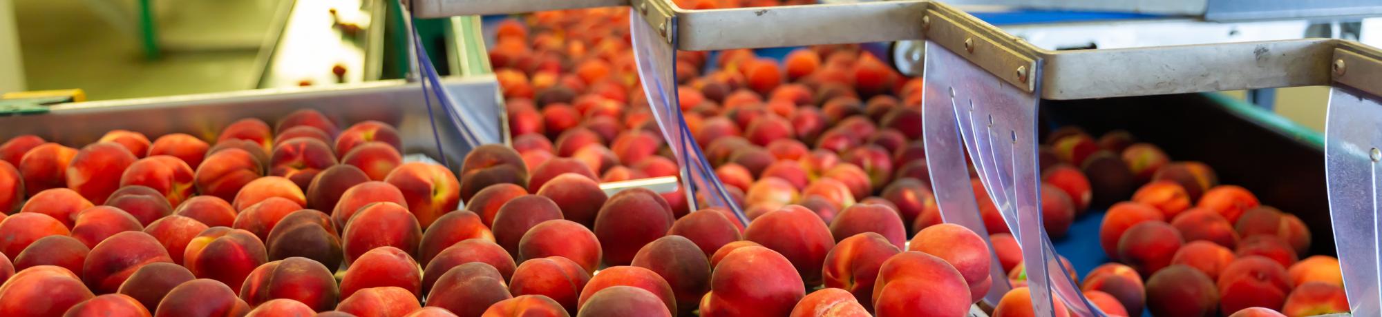 Peaches in a conveyor belt