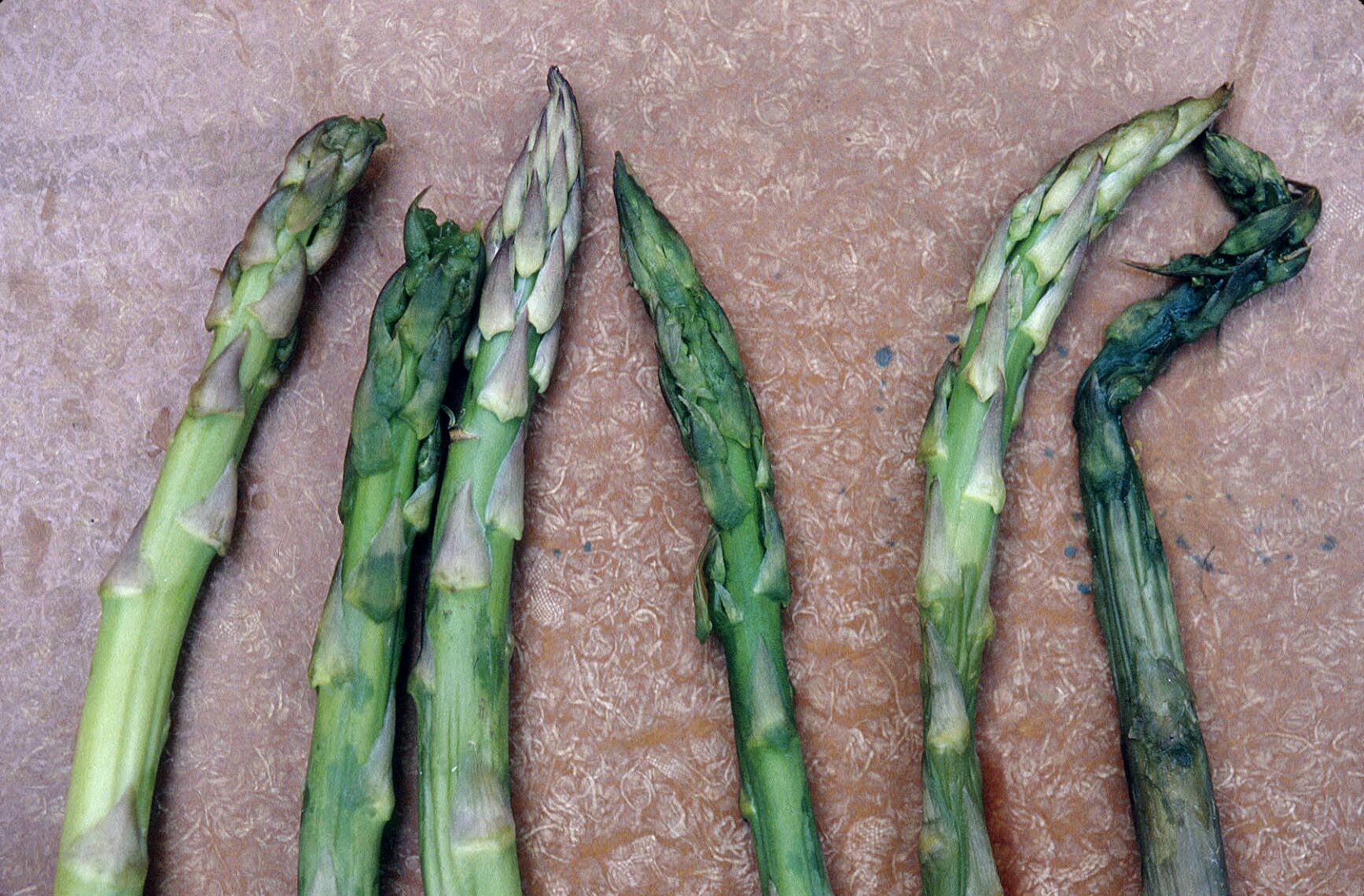 Asparagus (Green) Postharvest Research and Extension Center