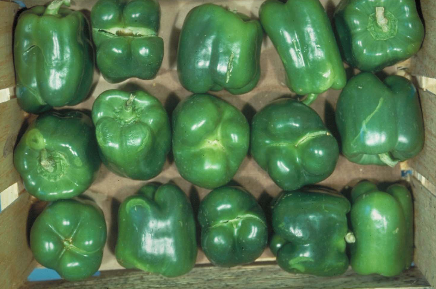 Bell Pepper Postharvest Research and Extension Center