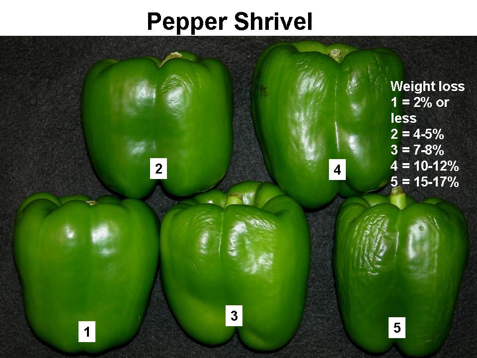 Bell Pepper Postharvest Research and Extension Center