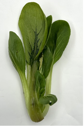 Pakchoi Bacterial Soft Rot
