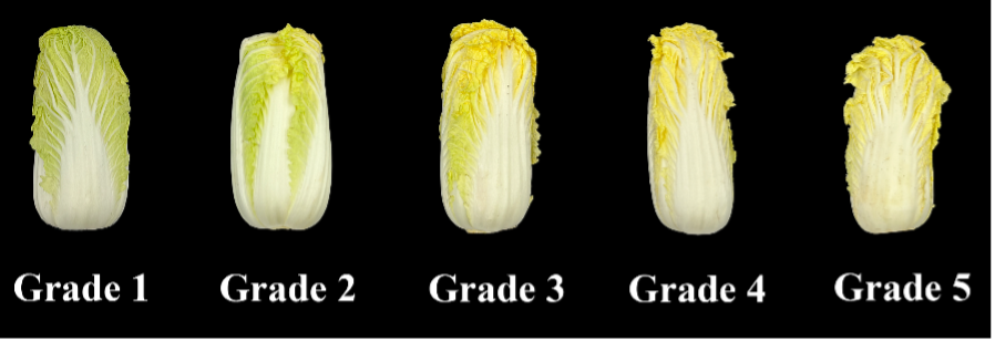 Wombok Grades