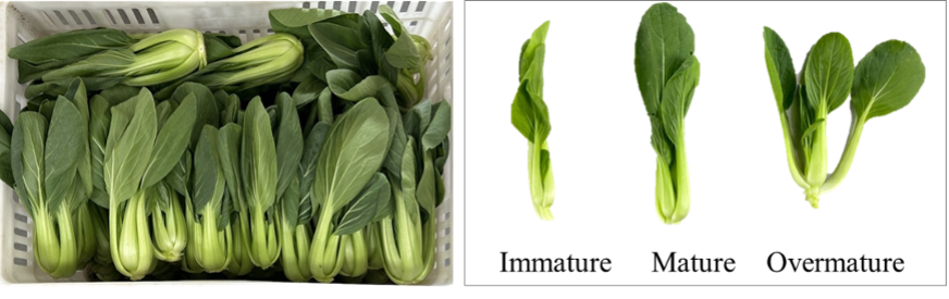 Pakchoi Maturity
