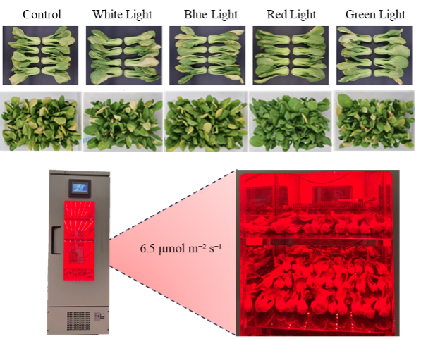 Pakchoi Red LED