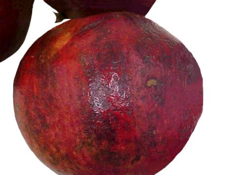 Pomegranates Husk Scald