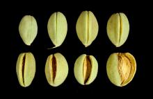 Maturity & Quality Almond Maturity