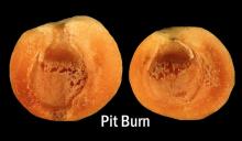 Disorders Photos Apricot Pit Burn