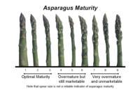 asparagus maturity