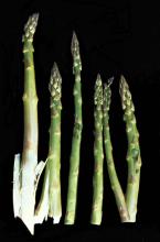 Disorders Photos Asparagus (Green)