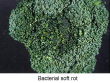 Disorders Photos Broccoli