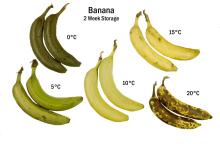 Disorders Photos Banana Chilling Injury (1)