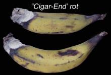 Disorders Photos Banana Cigar-end Rot