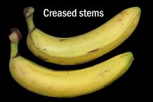 Disorders Photos Banana Creased Stems