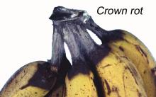 Disorders Photos Banana Crown Rot (1)