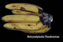 Disorders Photos Banana Crown Rot (2)