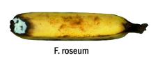 Disorders Photos Banana Fusarium roseum
