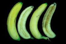 Disorders Photos Banana Impact Bruising