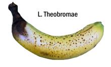 Disorders Photos Banana Lasiodiplodia theobromae
