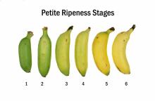 Maturity & Quality Banana, Specialty Petite Ripeness Chart