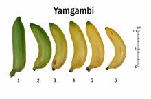 Maturity & Quality Banana, Specialty Yagambi Ripeness Chart