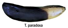Disorders Photos Banana Thielaviopsis paradoxa