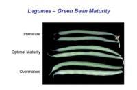 green bean maturity