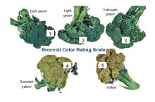Maturity & Quality Broccoli
