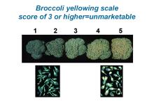 Maturity & Quality Broccoli