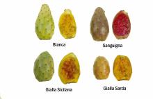 Maturity Indices Cactus (Prickly) Pear Cultivar Maturity