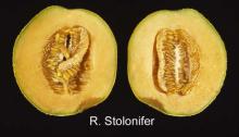 Disorders Photos Cantaloupe, Rhizopus Rot
