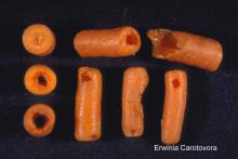 Disorders Photos Carrots 