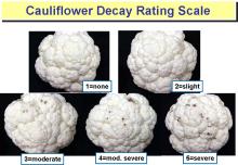 Disorders Photos Cauliflower 