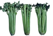 Disorders Photos Celery