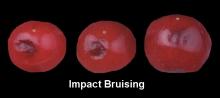 Impact Bruising (1)