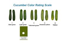 Maturity & Quality Cucumber