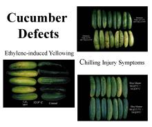 Disorders Photos Cucumber