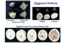 Maturity & Quality Eggplant
