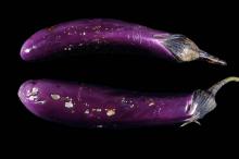 Disorders Photos Eggplant
