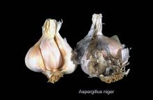 Disorders Photos Garlic