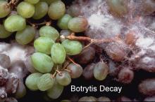 Disorders Photos Botrytis Decay Grape