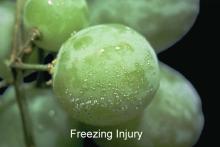 Disorders Photos  Freezing Injury Grape